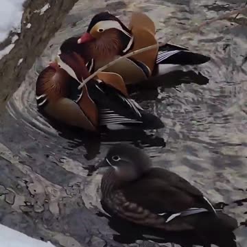 Red Book Mandarin ducks