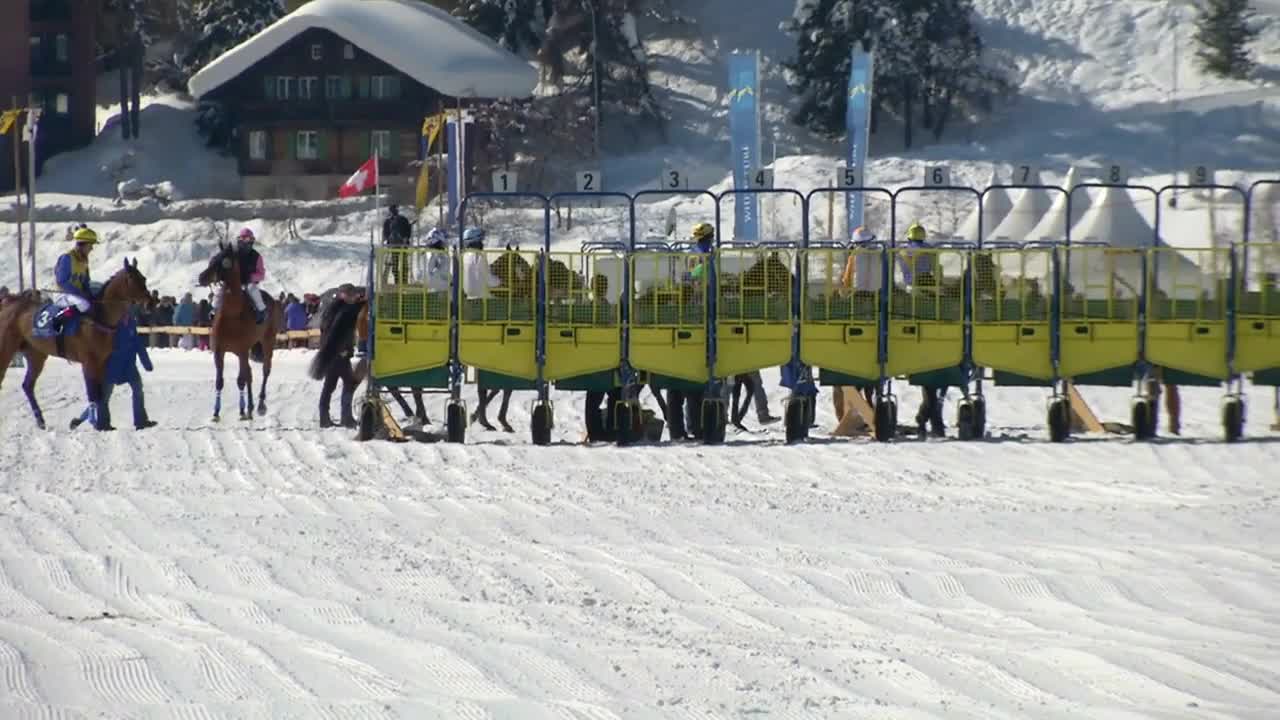 Horses in slow motion at the starting gate before the White Turf