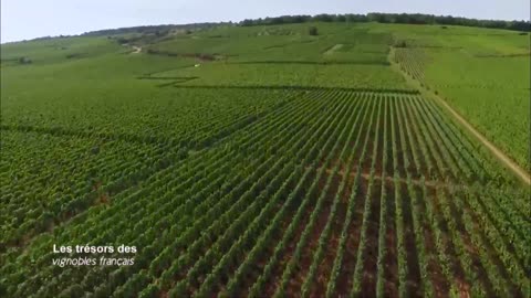 Les trésors des vignobles français7
