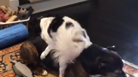 Music white dog on top of big brown dog while it is eating