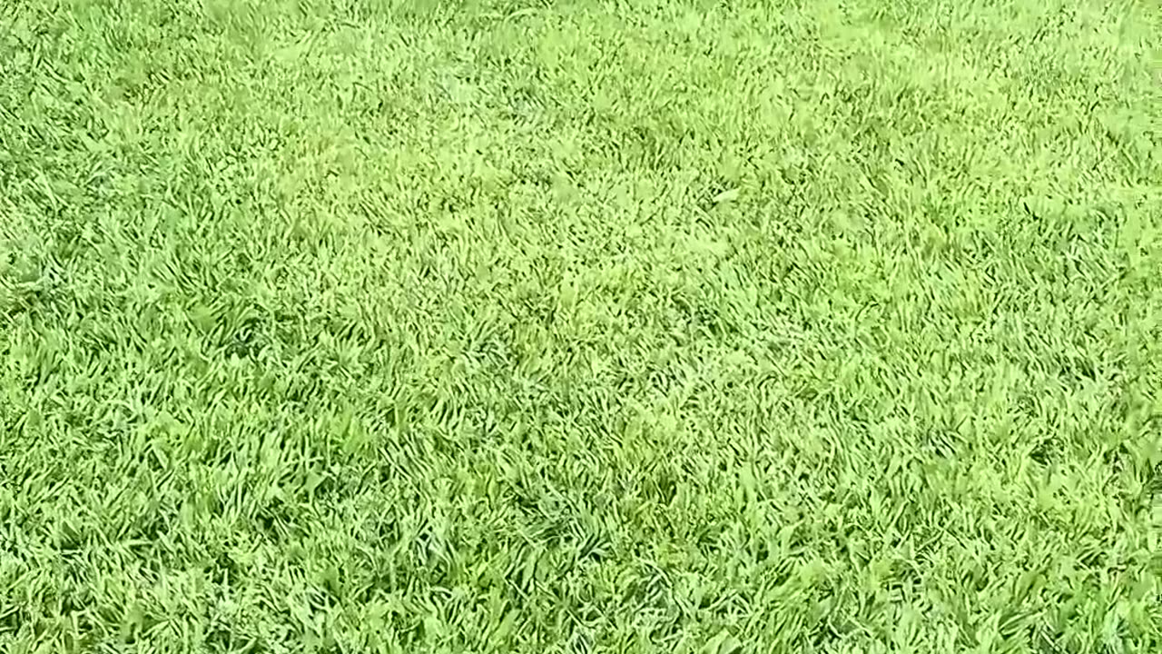 This man rescued a baby deer from water