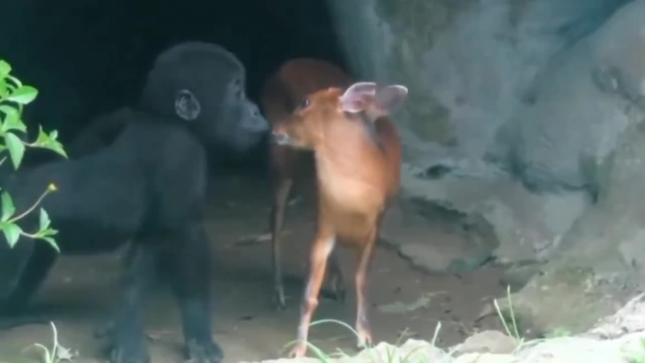 A baby gorilla gently interacts with a deer