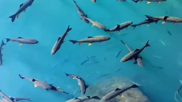 hundreds of sharks gathered