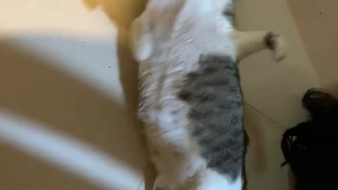 Gato haciendo ejercicios Giratorios