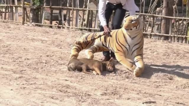 Funny Dog Prank With Fake Lion & Tiger Prank