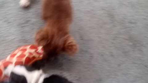 Two puppies playing tug of war.