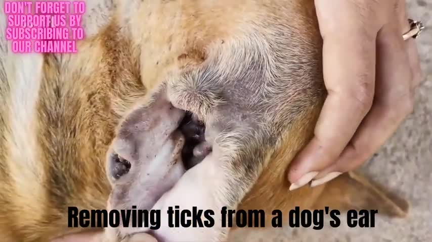 TICKS REMOVAL FROM DOG'S EAR