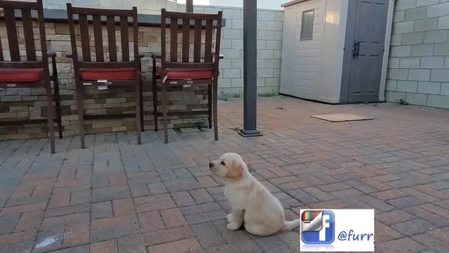 Labrador puppy learning and performing commands |dog showing all training skills