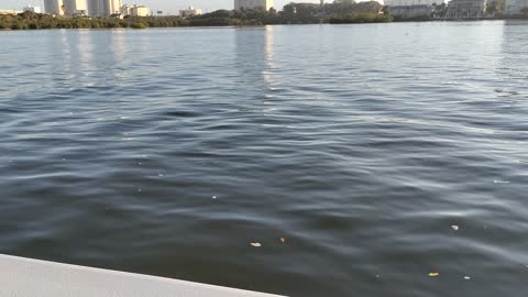 Floating down the Halifax river