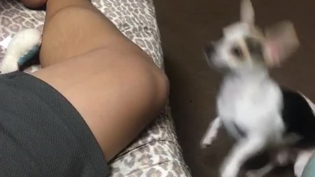 Small white dog tries to jump onto bed blocked by leg fail