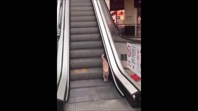 The very best and funniest CAT moments - Funny cat compilation Pt. 2