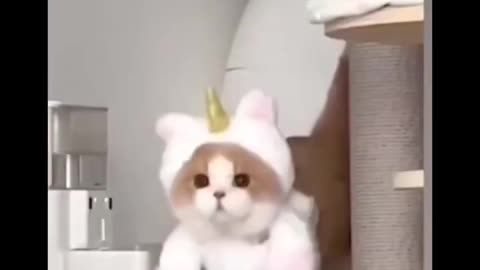 Funny cat 🐈