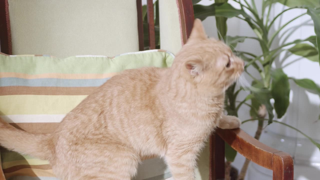 a cat jumping up and down a chair