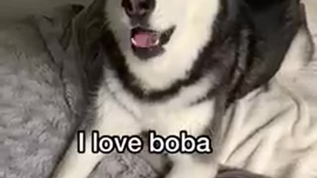 Ultimate baby Dogs video