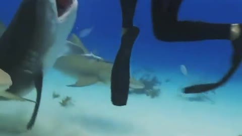 This is a beautiful and charming water-dwelling species