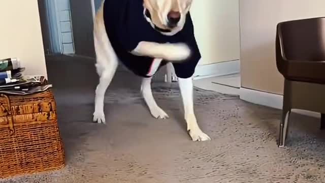 The puppy dances crazily