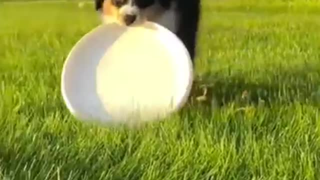 Funny animal video