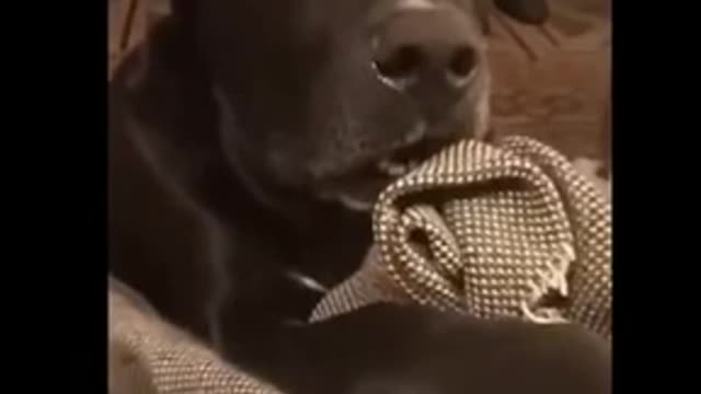 Dog's Reaction To Neighbors Dog Being Pregnant