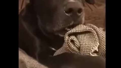 Dog's Reaction To Neighbors Dog Being Pregnant