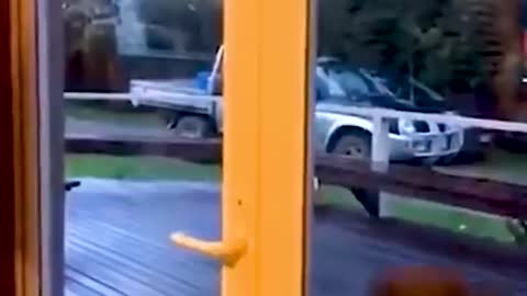 #fuuny animal video#shorts#viral#world#kiss