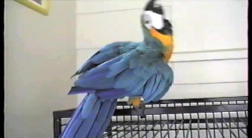 Michael Jackson Parrot