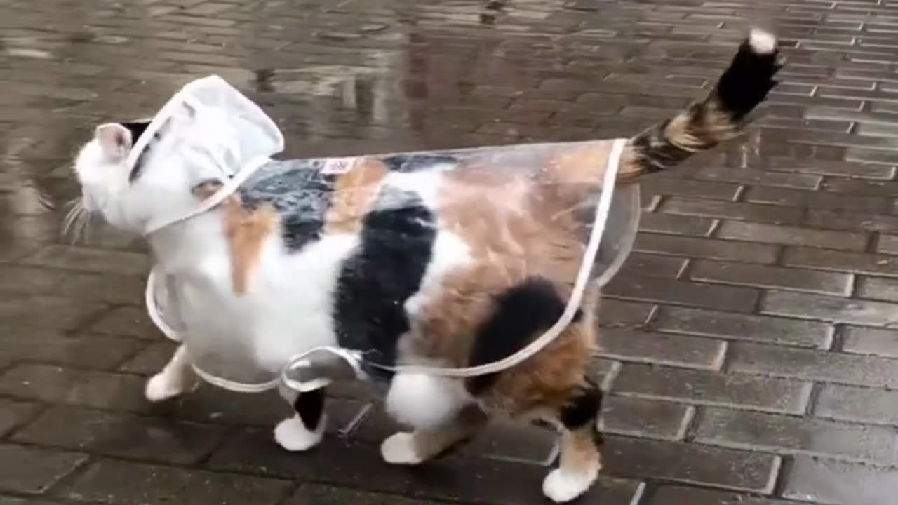 Cute chaos daily! πΎπ #Animals #pets #Funny #Reels #Shorts #Animalspoorly
