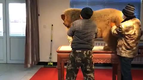 World largest dog getting aggressive