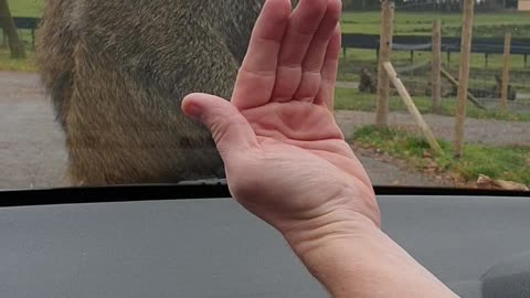 Baboons Put on a Show in Safari Park