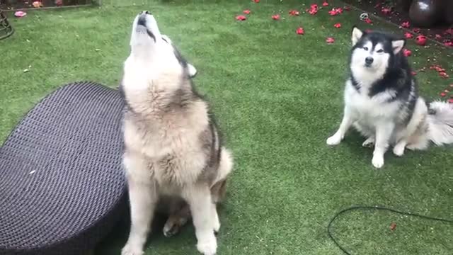 GUARANTEED TO MAKE YOUR DOG HOWL