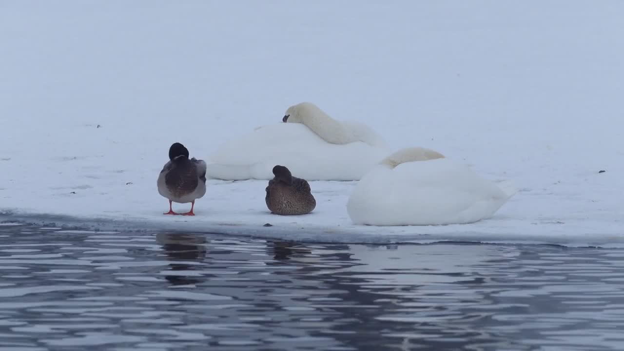 White swans and ducks on frozen pond