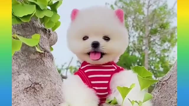 Cute and Funny Dog Videos Compilation