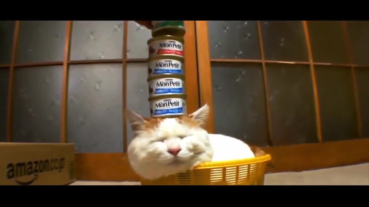 CATS will make you LAUGH YOUR HEAD OFF - Funny CAT compilation