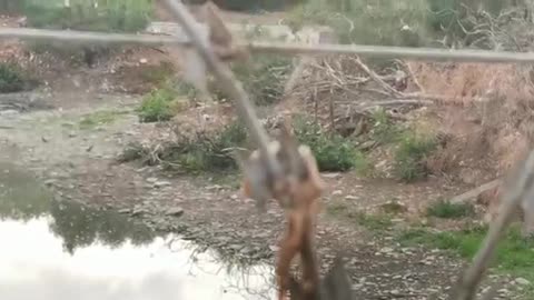 Commercial crocodile breeding farm in Bonnievale