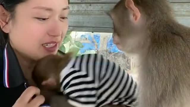 Try not to Laugh | Funny monkey clips HD