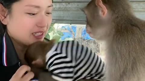 Try not to Laugh | Funny monkey clips HD