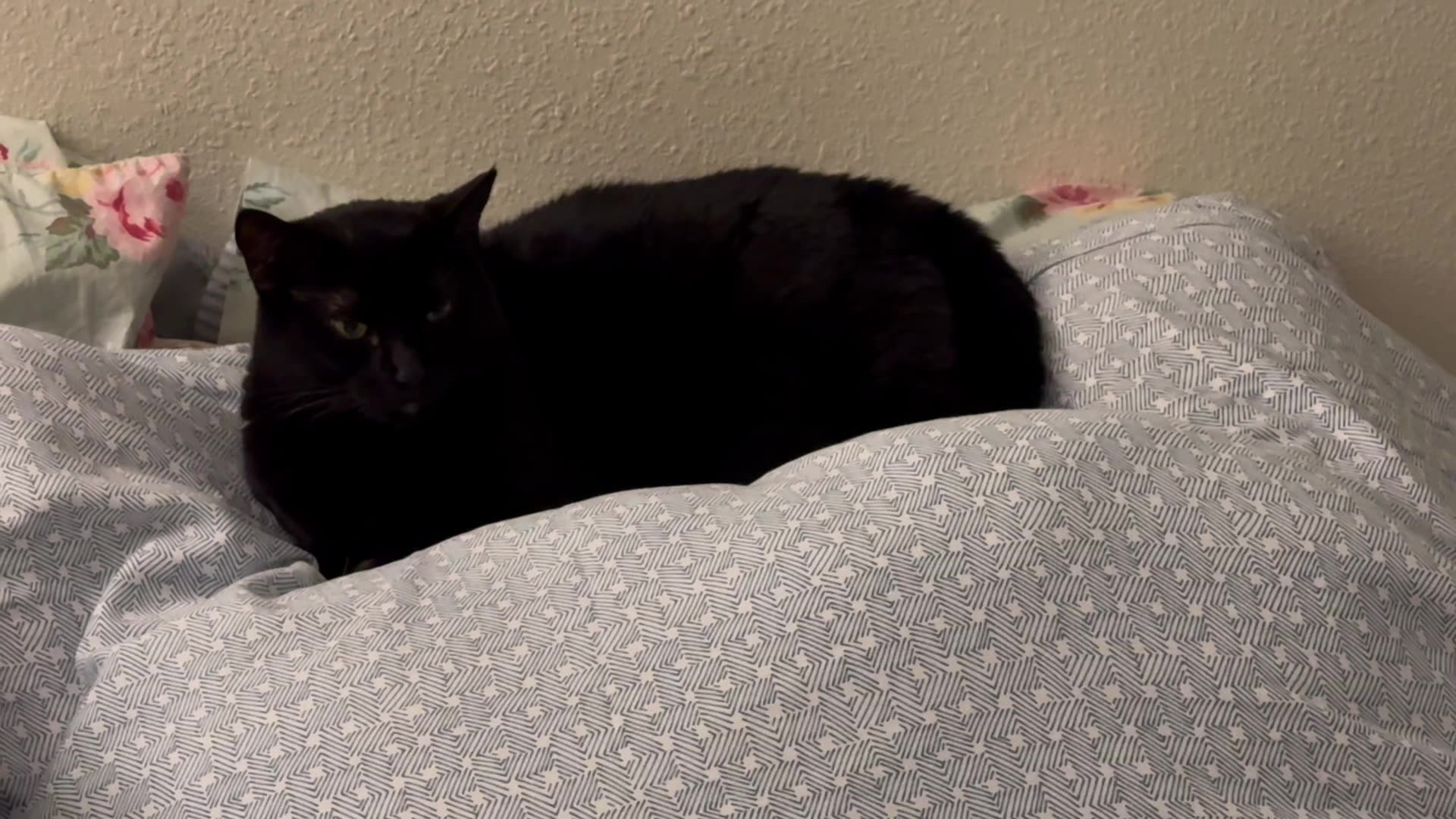 Cute Precious Piper Makes a Nest on the Bed Adopting a Cat from a