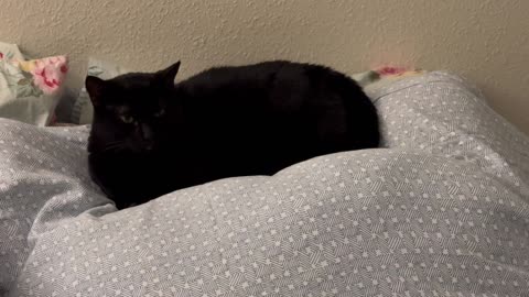 Cute Precious Piper Makes a Nest on the Bed - Adopting a Cat from a Shelter Vlog