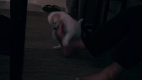 Dog swings up and down on owner's foot