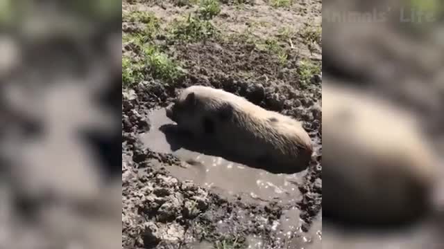 Funniest Animals - Try Not To Laugh Funny Domestic And Wild Animals Life🤣😂