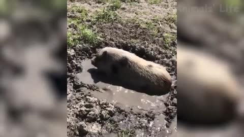Funniest Animals - Try Not To Laugh Funny Domestic And Wild Animals Life🤣😂