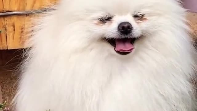 CUTE SMILING DOG, MAKE YOUR DAY COMPLETE.