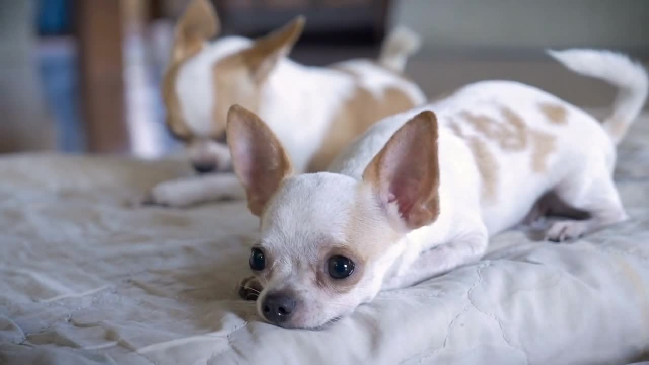 A close up of a two adorable chihuahuas lying on a bed in slow motion