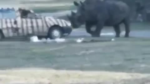 Rhino can opener