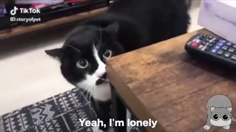 CATS TALKING BETTER THAN U!