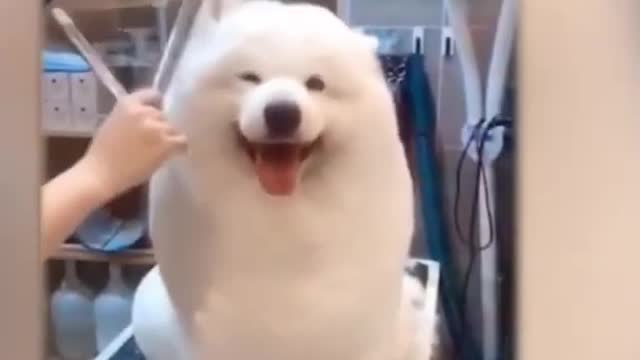 Wow! Very Nice Baby Dogs -Cute And Funny Dog Videos Compilation #short