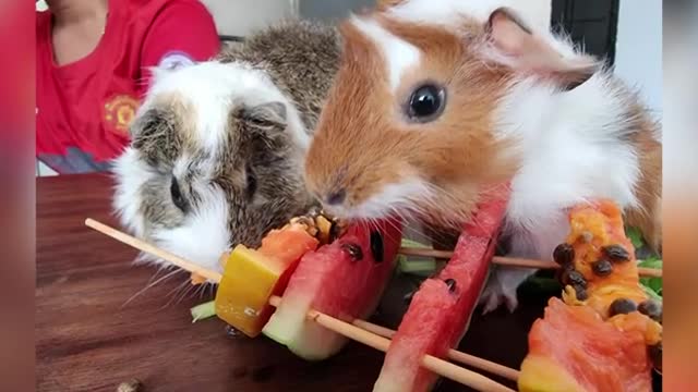 Funniest moment with the little pets choosing their favorite foods. #01