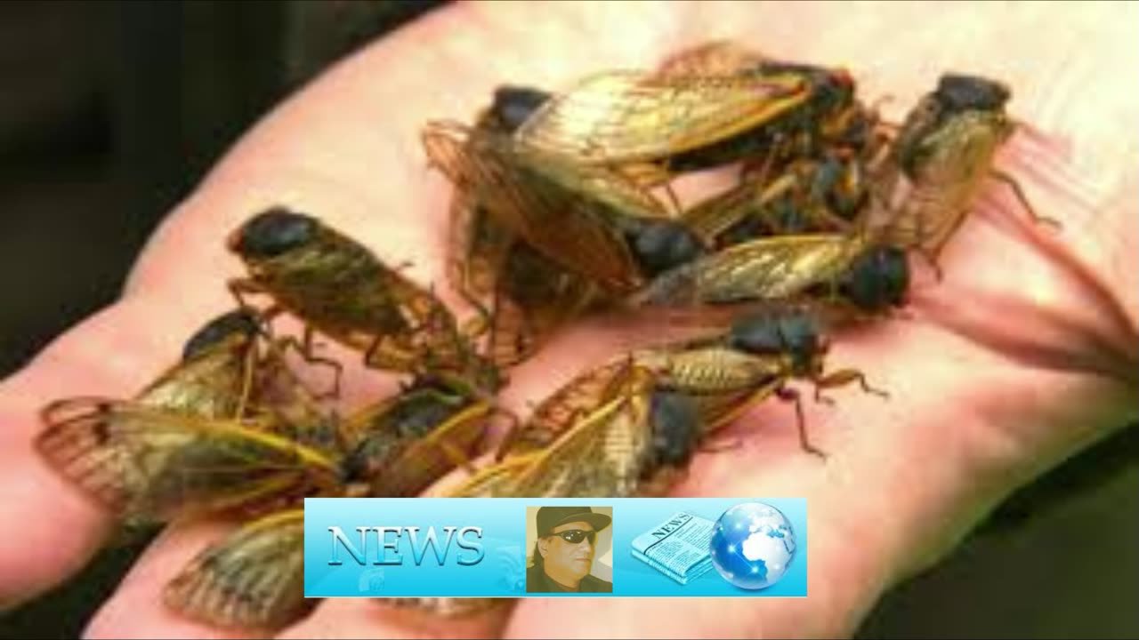 Move over, eclipse. A rare, double brood of lustful cicadas are about to take over the skies