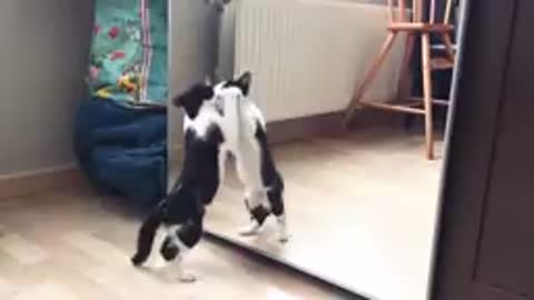 Funny cat and mirrors