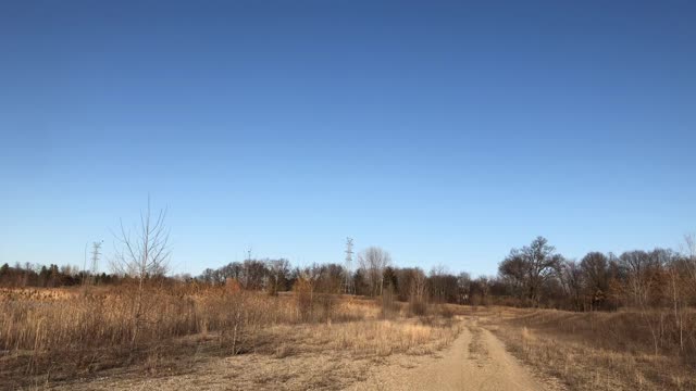 Australian Shepard Cattle Dog Found Birds