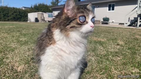 Blind Cat With Strange Eyes